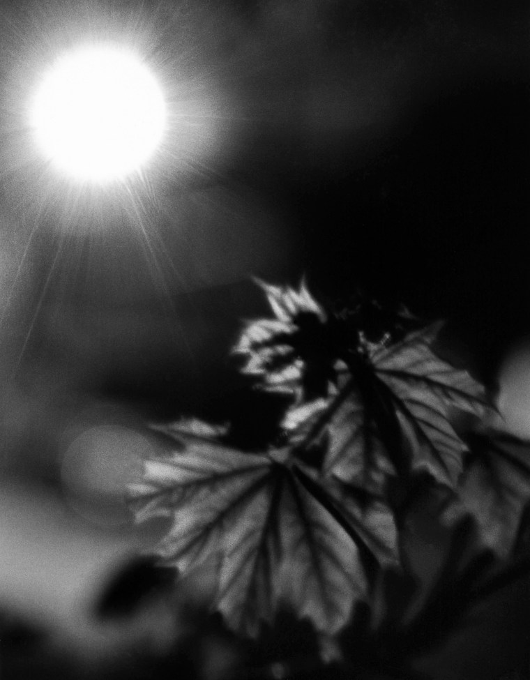 Leaves By Streetlamp