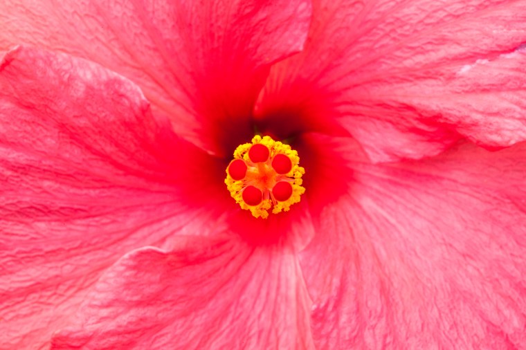 Red Hibiscus