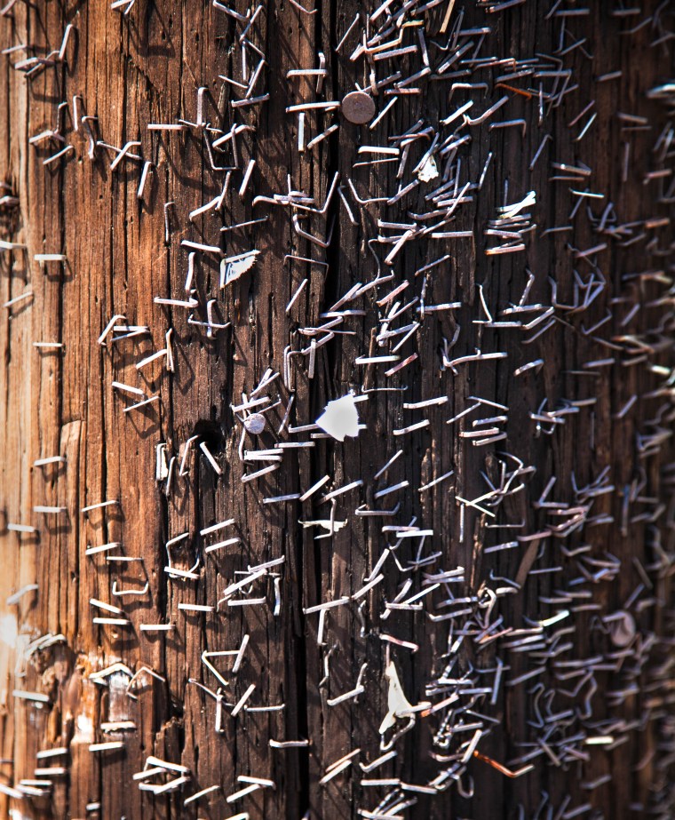 Staples in Telephone Pole