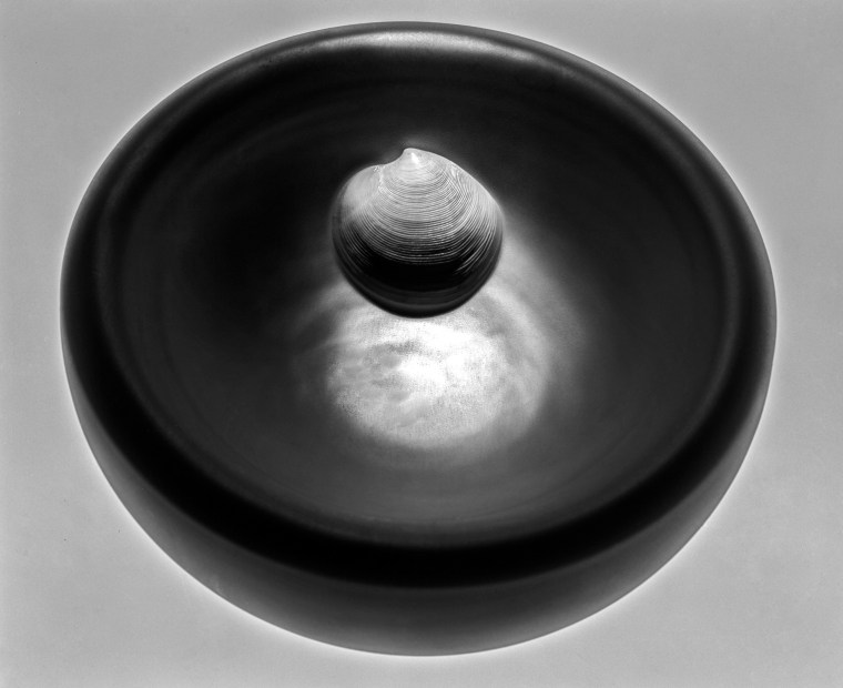 Ribbed Bivalve Shell