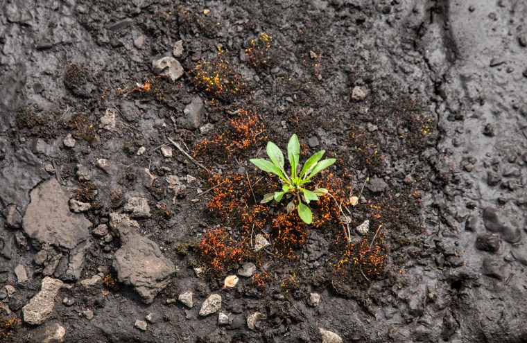 The Persistent Seeds