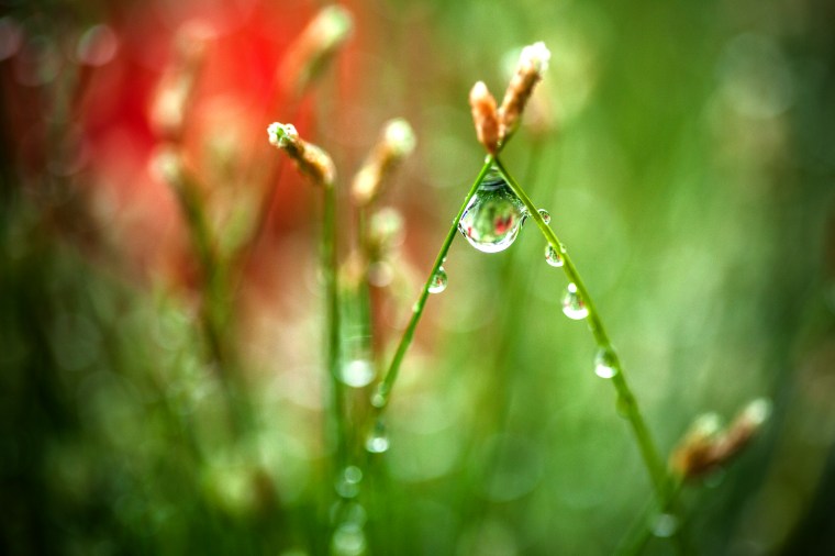 Raindrops On Stems