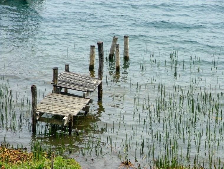 The reeds used to make mats & fans