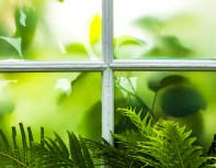 Fern And Window